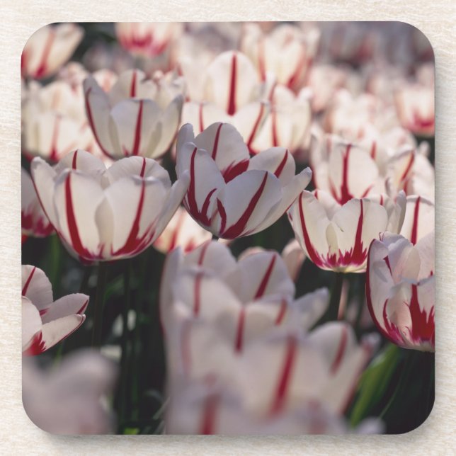 Posavasos Tulipanes (Frente)