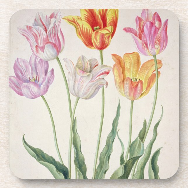 Posavasos Tulipanes, del "Florilegium de Nassau" (w/c en (Frente)
