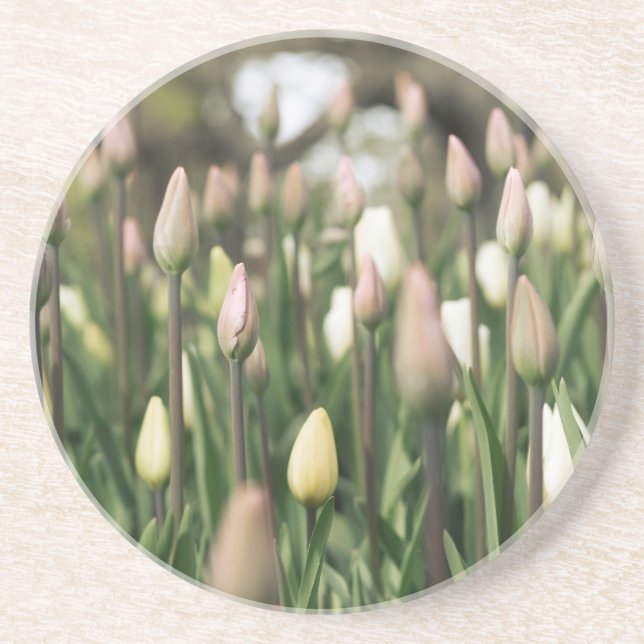Posavasos Tulipanes que comienzan a florecer (Frente)