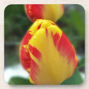 Posavasos tulipanes rojos amarillos