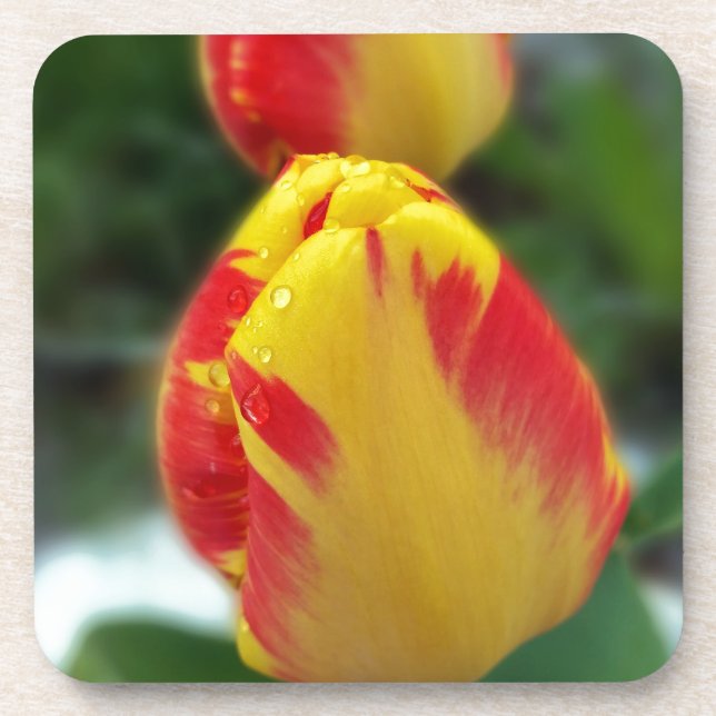 Posavasos tulipanes rojos amarillos (Frente)