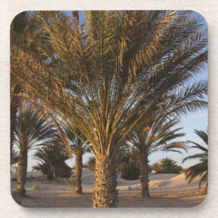 Posavasos Túnez, desierto del Sahara, Douz, Gran Duna, palme
