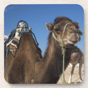 Posavasos Túnez, desierto del Sahara, Douz, zona turística,