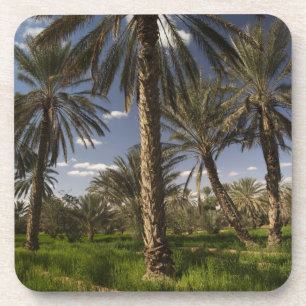 Posavasos Túnez, zona de Ksour, Ksar Ghilane, palmera datile