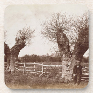 Posavasos Un árbol del seto, 1852 (impresión del albumen)