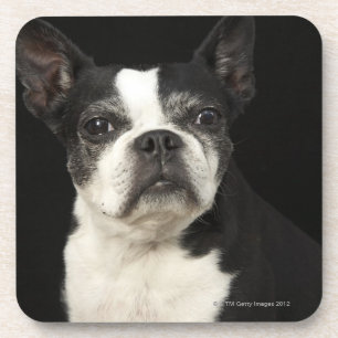 Posavasos Un Bosten más viejo Terrier en fondo negro
