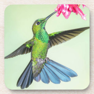 Posavasos Un colibrí brillante y una flor rosa de color ver