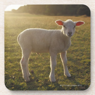 Posavasos Un cordero en el ajuste del Sun Suecia