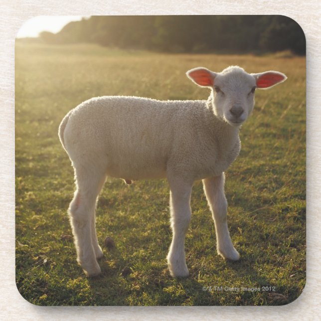 Posavasos Un cordero en el ajuste del Sun Suecia (Frente)