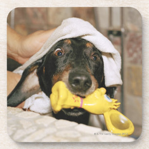 Posavasos Un dachshund que es bañado