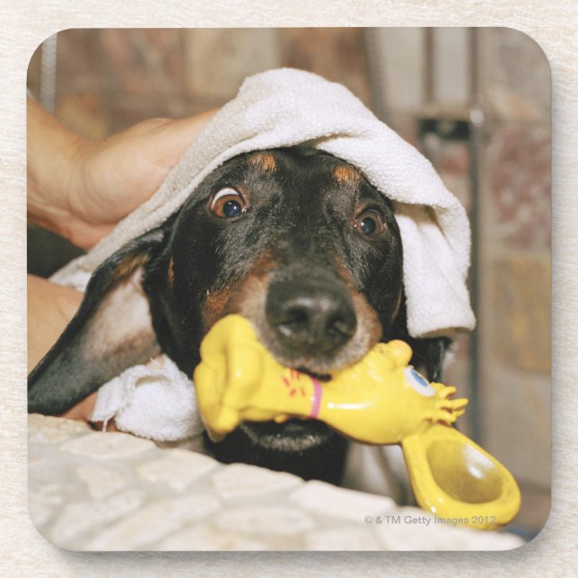 Posavasos Un dachshund que es bañado (Frente)