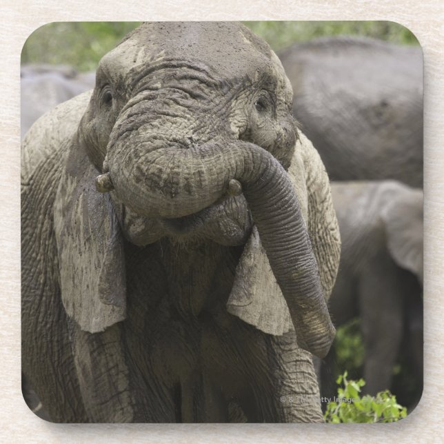 Posavasos Un elefante africano joven (africana del (Frente)