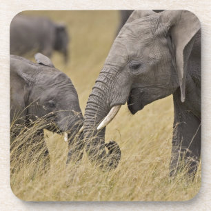 Posavasos Un elefante africano pastoreando en los campos