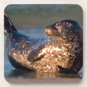 Posavasos Un foco de bebé levantando su cola