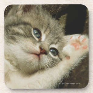 Posavasos Un gatito, con los ojos azules grandes, pone en é