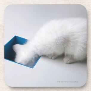 Posavasos Un gatito joven estira su cabeza abajo de un