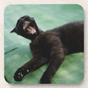 Posavasos Un gato de bostezo