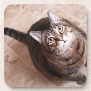 Posavasos Un gato de tabby que mira para arriba