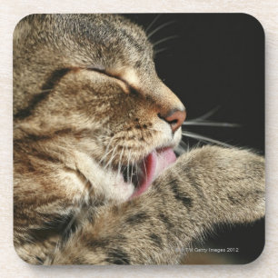 Posavasos Un gato de tabby que se lame la pata