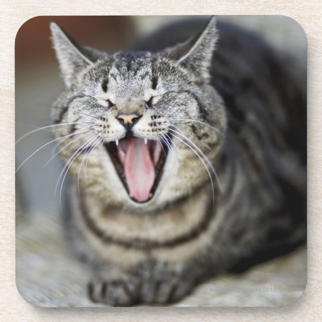 Posavasos Un gato que bosteza, Suecia (Frente)