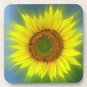 Posavasos un girasol brillante