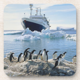Posavasos Un grupo de pingüinos que se colocan en una playa