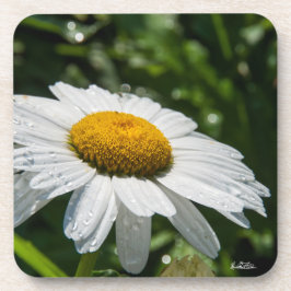 Posavasos un margueritte, hacen verde