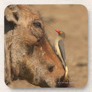 Posavasos Un Oxpecker en un hocico de los warthogs,