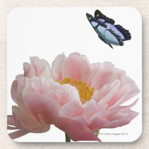 Posavasos un peony rosado grande es visitado por un etéreo