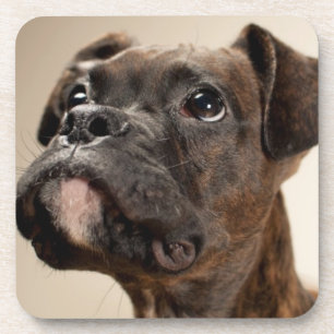 Posavasos Un perrito Brindle del boxeador que mira para