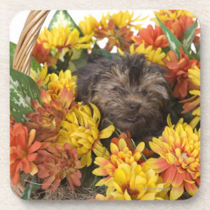 Posavasos Un perrito de Yorkie-Poo en una cesta de