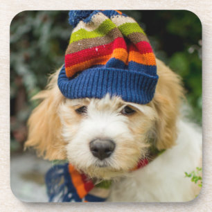 Posavasos Un perrito dulce de Cavachon en un gorra y una