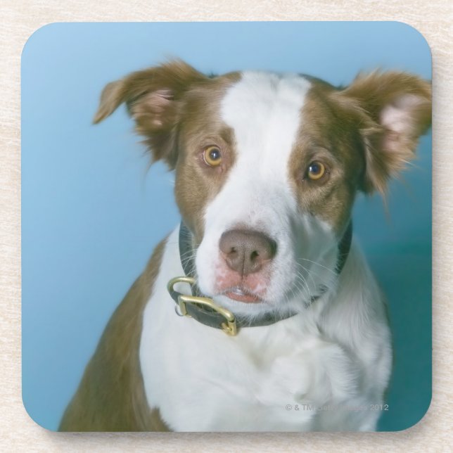 Posavasos Un perro (Frente)
