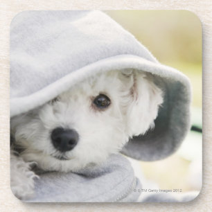 Posavasos un perro blanco que lleva una capilla de la camisa