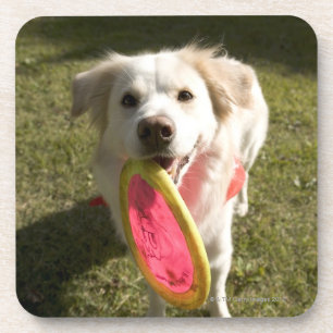 Posavasos Un perro con un disco volador