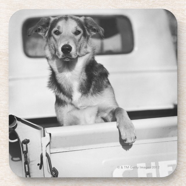 Posavasos Un perro en un coche (Frente)