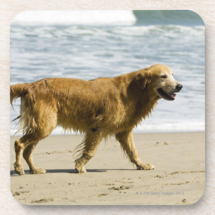 Posavasos Un perro mojado en la playa