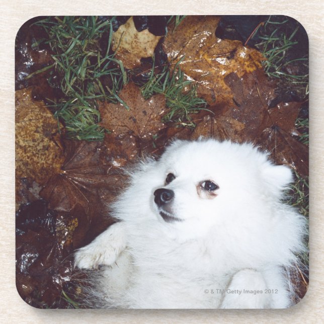 Posavasos Un perro que miente en las hojas de otoño mojadas (Frente)