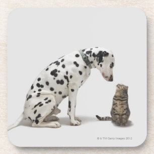 Posavasos Un perro que mira un gato