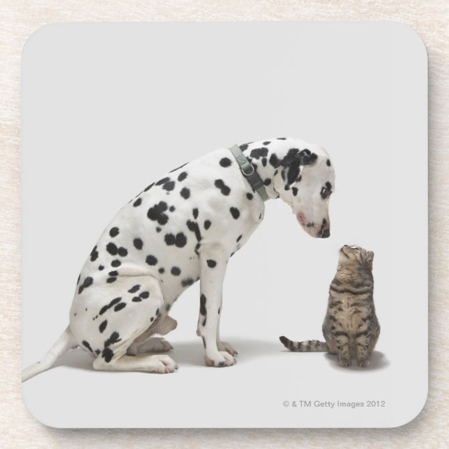 Posavasos Un perro que mira un gato (Frente)