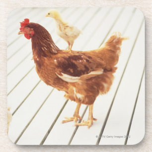 Posavasos Un pollo y dos polluelos en un piso de madera,