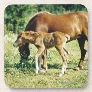 Posavasos Un potro y un caballo en un pasto