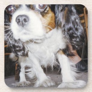 Posavasos Un primer el oler del perro