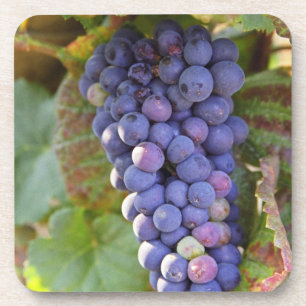 Posavasos Un racimo de uvas Pinot Noir en un Chambertin