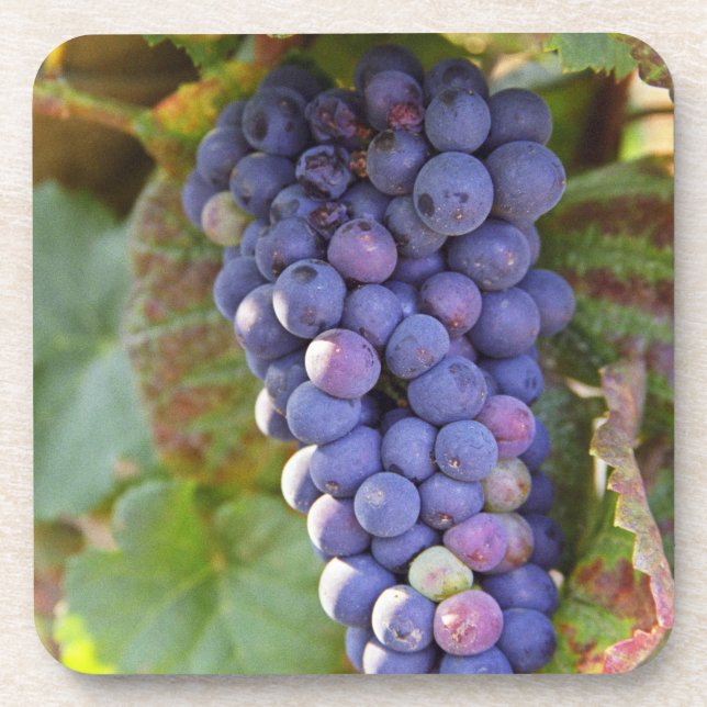 Posavasos Un racimo de uvas Pinot Noir en un Chambertin (Frente)