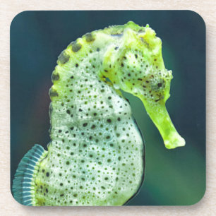 Posavasos Un Seahorse hermoso de Knysna