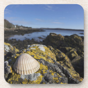 Posavasos Un Seashell se sienta en una roca el   Dumfries,