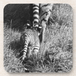 Posavasos Un tigre con sus dos cachorros en el parque