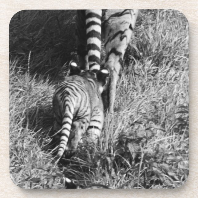 Posavasos Un tigre con sus dos cachorros en el parque (Frente)