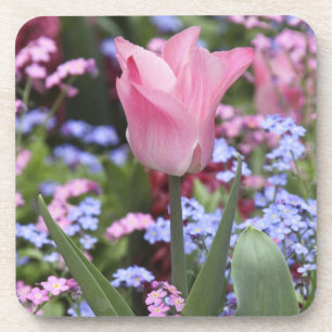 Posavasos Un tulipán en los Jardines de Luxemburgo, París,